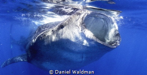 Whale Shark Close up and personal feeding on Bonita eggs by Daniel Waldman 